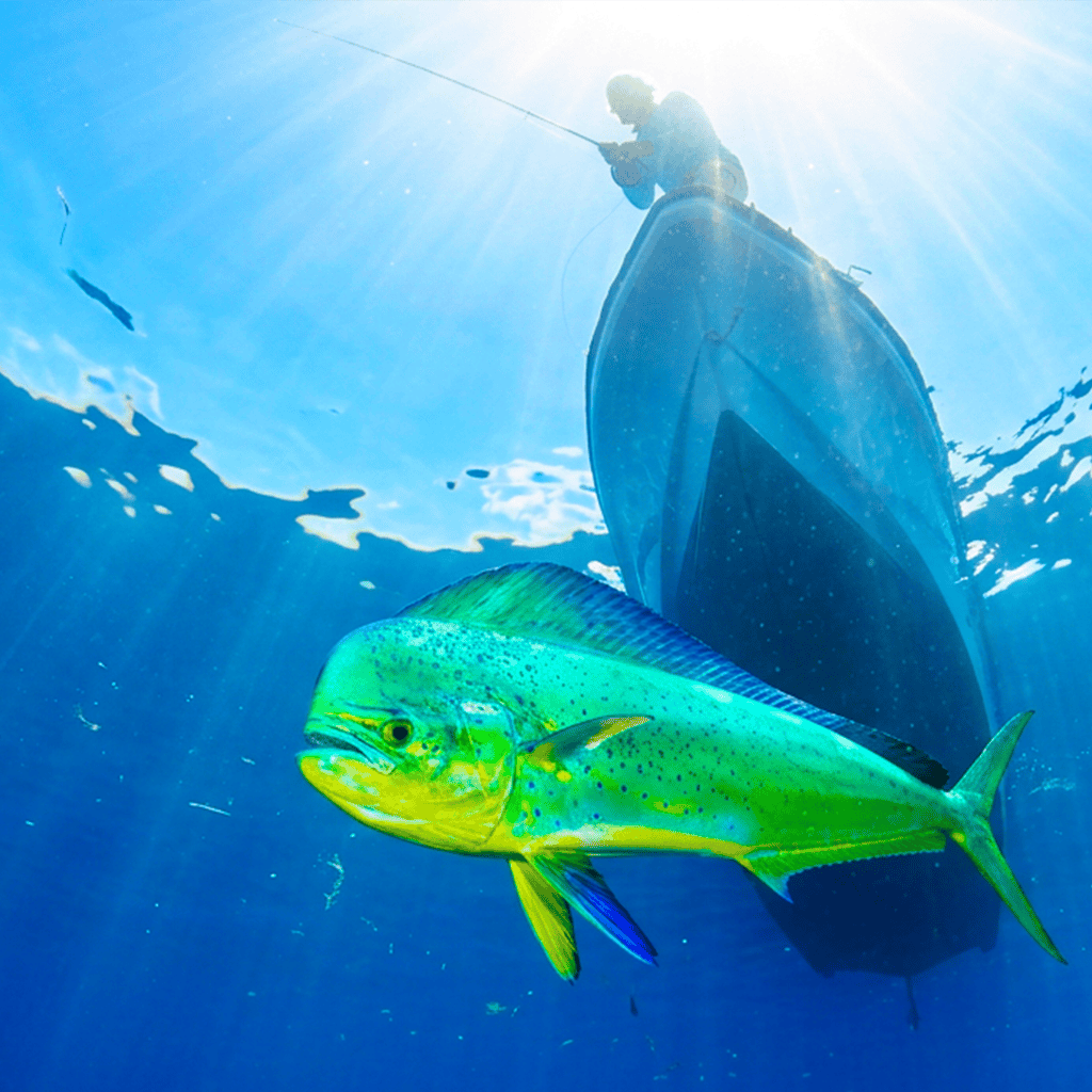 Mahi Classics (B2B)