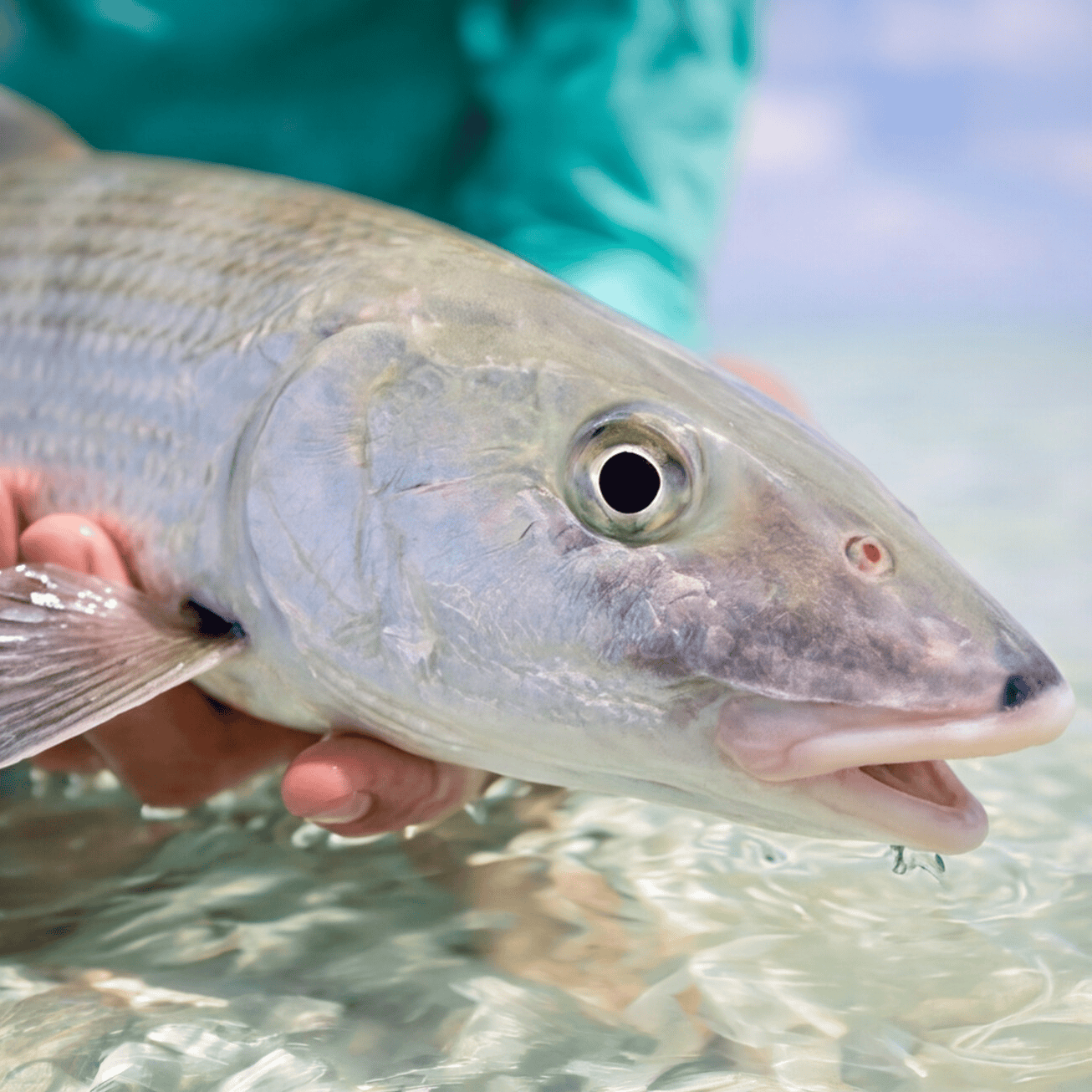 Salt Skins Men's Performance Hoodie Mingy Snapper Captains Series Men's Ultimate Performance Long Sleeve Fishing Shirt