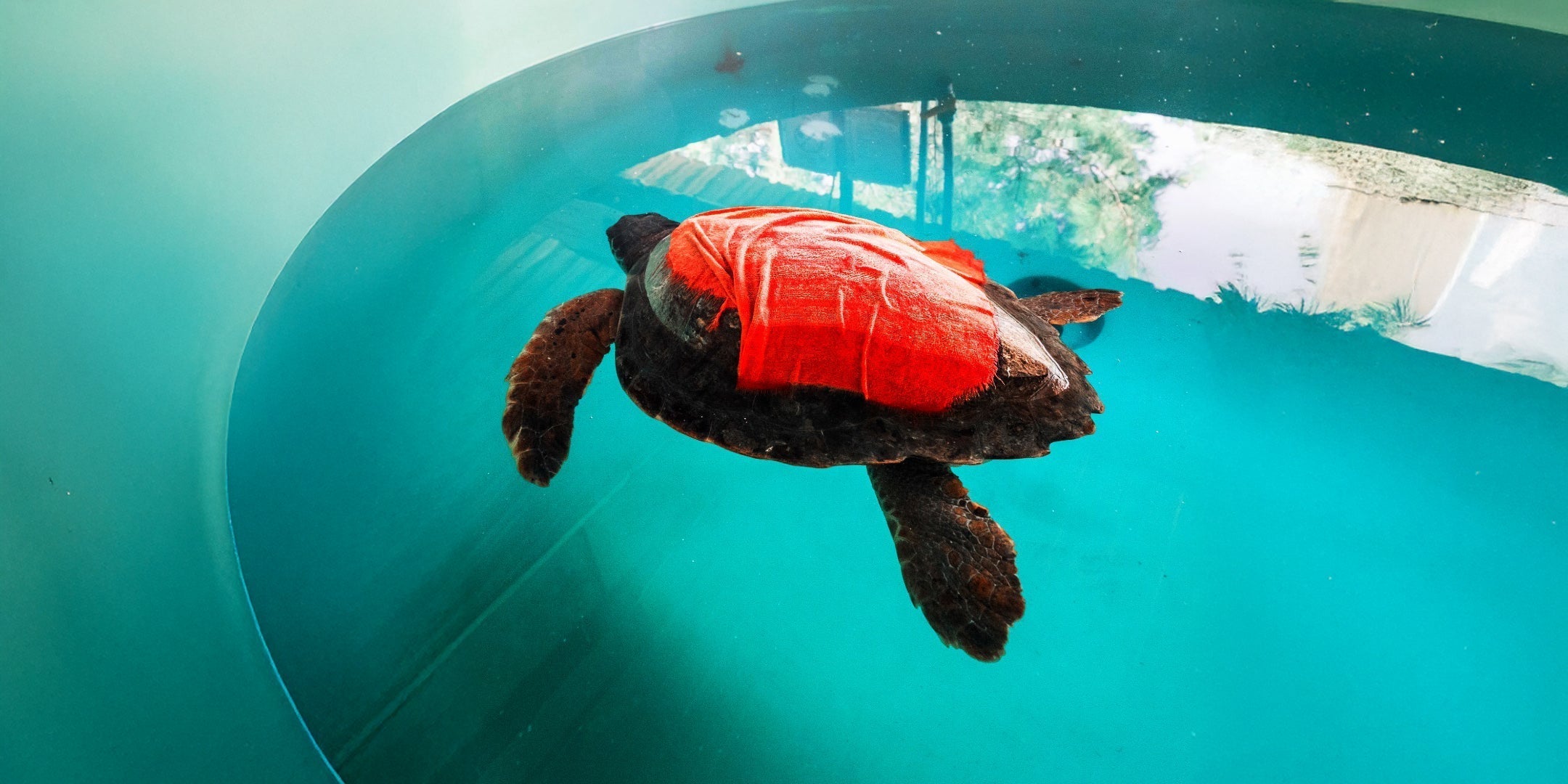 The Silent Crisis: The Threat of Boat Strikes to Sea Turtles and Our Role in Their Protection