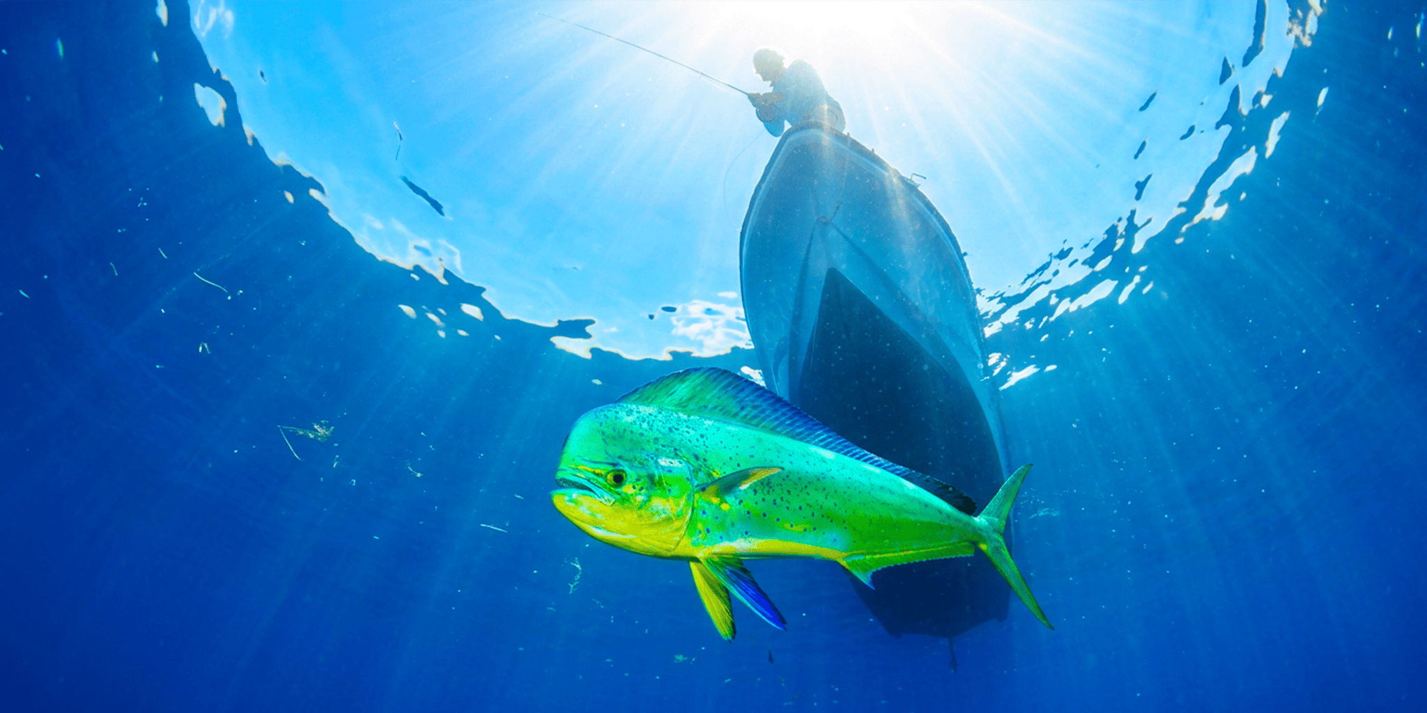 Mahi Classics (B2B)