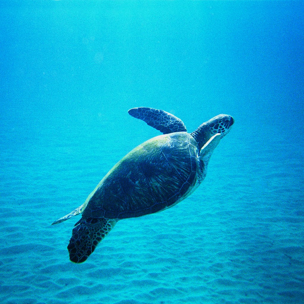 Sea Turtle, Swimsuits, Swimwear, and Yoga & Activewear