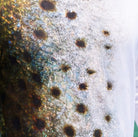 Salt Skins Men's Performance Hoodie Corvina Pintada Captains Series Men's Ultimate Performance Long Sleeve Fishing Shirt