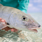 Salt Skins Men's Performance Hoodie Mingy Snapper Captains Series Men's Ultimate Performance Long Sleeve Fishing Shirt